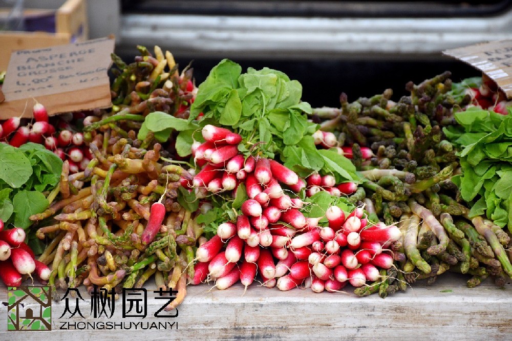 蘇州最佳選擇：專業室外綠植租擺供應商的租擺服務和優質綠植