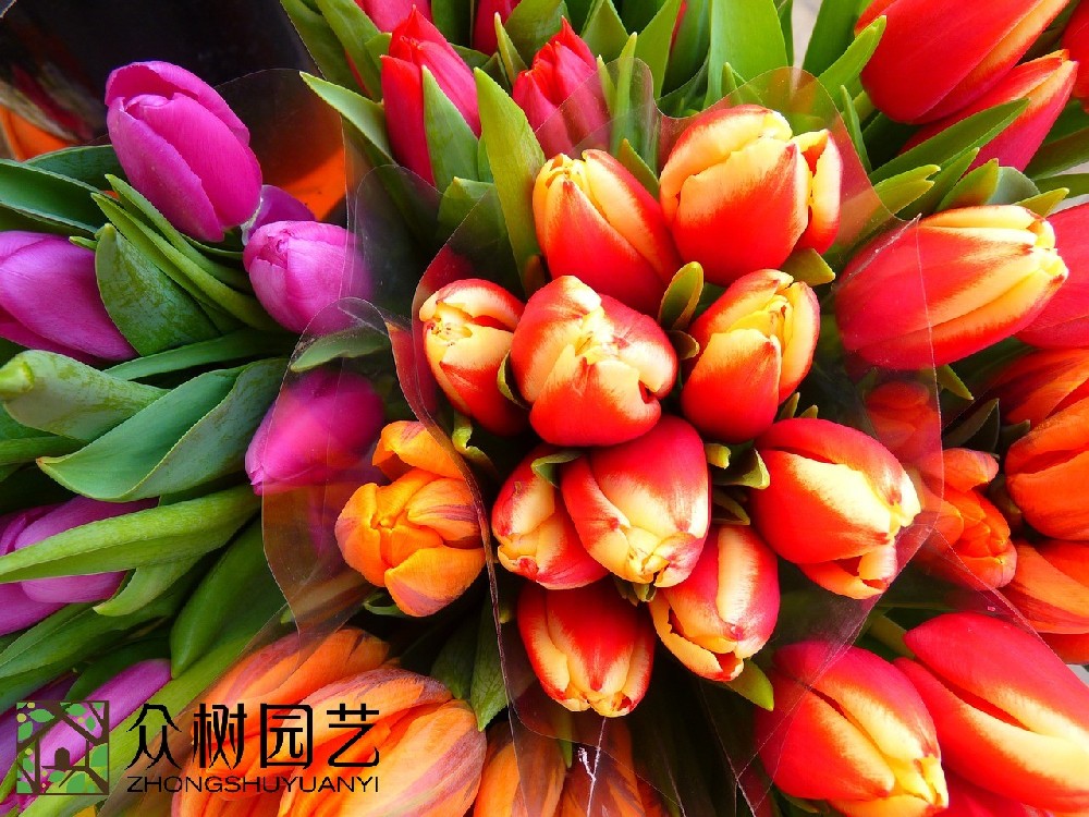 蘇州綠植花卉租擺：驚艷你的辦公與生活環境的秘密武器