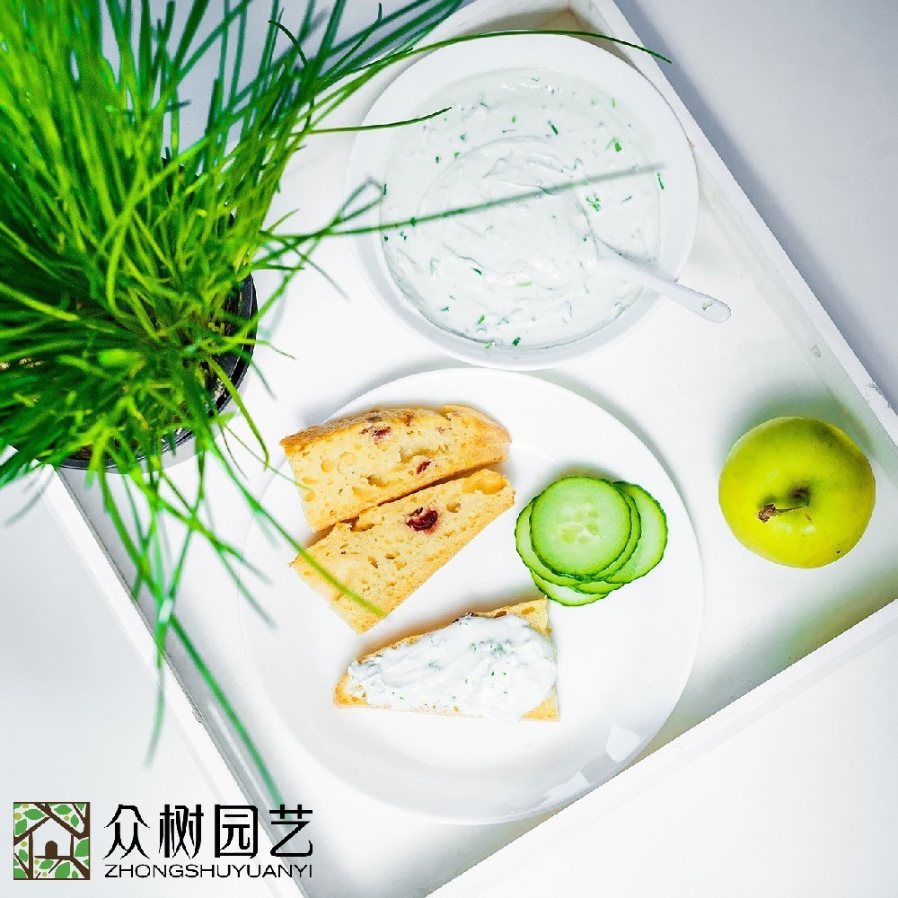 蘇州學校綠植租擺多少錢？全面解析綠色校園背后的投資