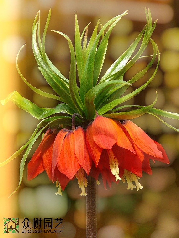 蘇州綠植租擺哪家好？引領綠色生活風尚的優(yōu)選品牌揭秘